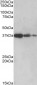 Goat Anti-PPP2R4 / PP2A Antibody