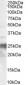 Goat Anti-Prion Protein (143-153) Antibody