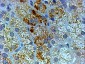 Goat Anti-Proopiomelanocortin / POMC Antibody