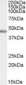 Goat Anti-PTF1A / PFT1-P48 Antibody