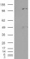 Goat Anti-Pyruvate Carboxylase Antibody