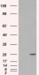 Goat Anti-RAB11A / YL8 Antibody