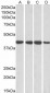 Goat Anti-RAE1 Antibody