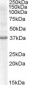 Goat Anti-Renalase (aa 134 to 147) Antibody