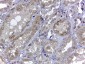 Goat Anti-Renalase (aa 224 to 233) Antibody