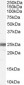 Goat Anti-Ribosomal Protein L19 / RPL19 Antibody