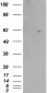 Goat Anti-RXR beta Antibody