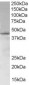 Goat Anti-SAMSN1 Antibody