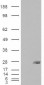 Goat Anti-SAR1B / SARA2 Antibody