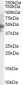 Goat Anti-Serotonin receptor 1B / HTR1B Antibody