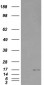 Goat Anti-SH2D1A / SAP Antibody