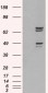 Goat Anti-SHP2 / PTPN11 Antibody