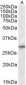 Goat Anti-SIAH1 Antibody