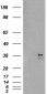 Goat Anti-SIRT4 Antibody