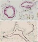 Goat Anti-Smooth muscle alpha-actin Antibody