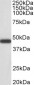 Goat Anti-Smooth muscle alpha-actin Antibody