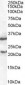 Goat Anti-SOCS1 Antibody