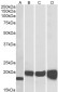 Goat Anti-SOD1 Antibody