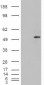 Goat Anti-STEAP4 / Dudulin4 Antibody