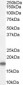 Goat Anti-STMN1 / Stathmin 1 Antibody