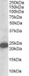 Goat Anti-STMN2 / SCG10 Antibody