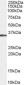 Goat Anti-STUB1 / CHIP Antibody