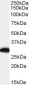 Goat Anti-Swiprosin 1 / EFHD2 Antibody