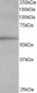 Goat Anti-TCP1 Antibody