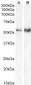 Goat Anti-TFEB (N Terminus) Antibody