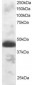 Goat Anti-TFEC Antibody