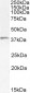 Goat Anti-TIM3 / HAVCR2 Antibody