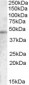 Goat Anti-TMPRSS3 Antibody