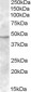 Goat Anti-TMPRSS4 Antibody