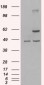 Goat Anti-TRAF2 Antibody