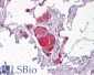 Goat Anti-VAV2 Antibody