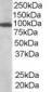 Goat Anti-VAV3 Antibody