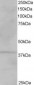 Goat Anti-VPS26A Antibody