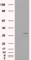 Goat Anti-VPS26A Antibody