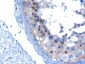 Goat Anti-VPS28 Antibody