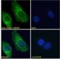 Goat Anti-VPS35 / MEM3 Antibody