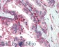 Goat Anti-VPS35 / MEM3 Antibody