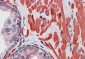 Goat Anti-VPS37C Antibody
