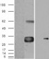 Goat Anti-WISP1 Antibody