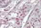 Goat Anti-XRCC4-like factor / NHEJ1 Antibody