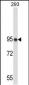 NUCL Antibody