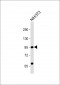 CD34 Antibody (Center)