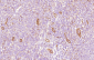 CD34 Antibody (Center)