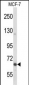 MAP2 Antibody