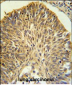 LRG1 Antibody (N-term)