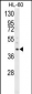 LRG1 Antibody (N-term)